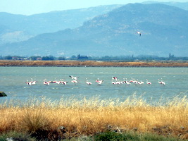 flamingos, Lesvos, Greece