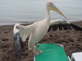 Pelican, Kaloni, Lesvos