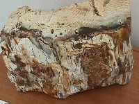 Petrified wood, Sigri, Lesvos