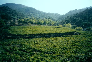 lesvos, greece, wine